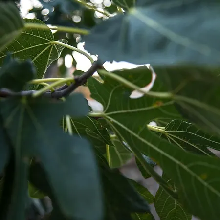 شقة Lavanda